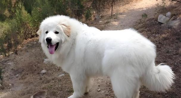 哪些大型犬的毛发少且不掉毛？毛少不掉毛的大型犬有哪些？
