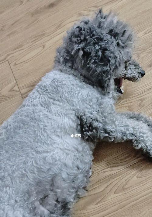 白色泰迪卷毛狗售价多少？购买时需要注意哪些事项？
