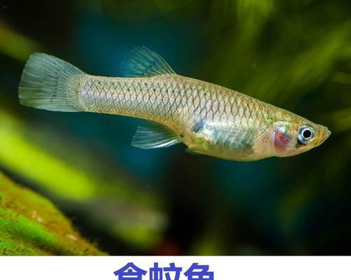 鱼苗是否需要食用红虫？如果它们不吃应该怎么办？