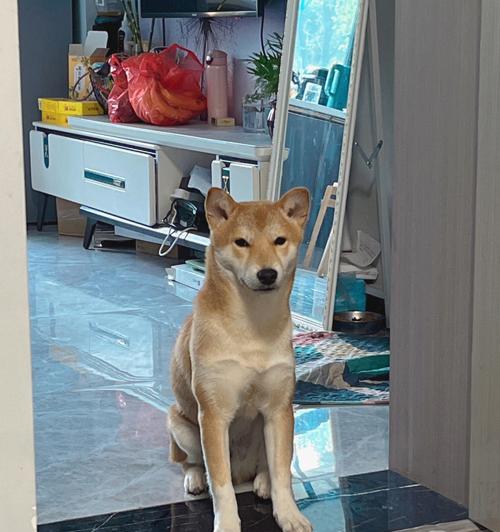 柴犬长大身高多少正常？柴犬的生长发育标准是什么？
