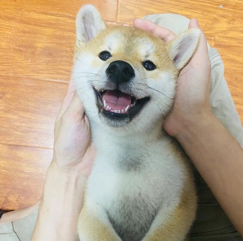 柴犬长大身高多少正常？柴犬的生长发育标准是什么？