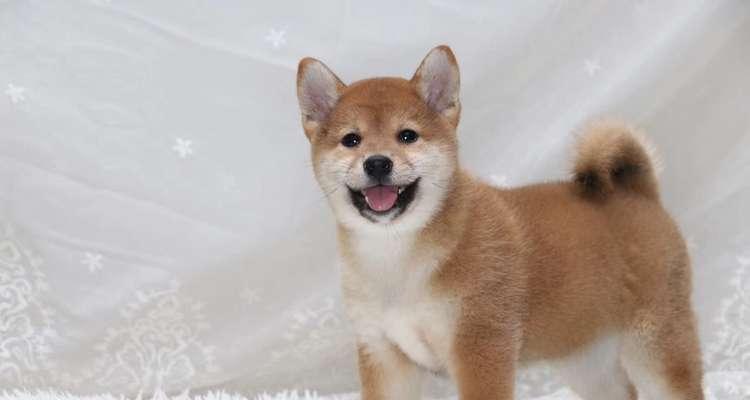 柴犬多少钱买的好养活啊？柴犬的日常护理需要注意什么？
