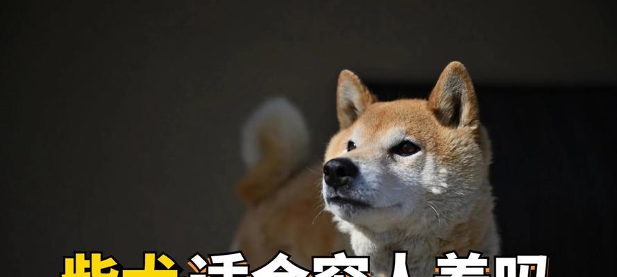 柴犬多少钱买的好养活啊？柴犬的日常护理需要注意什么？
