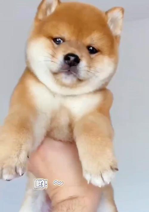 柴犬多少钱买的好养活啊？柴犬的日常护理需要注意什么？