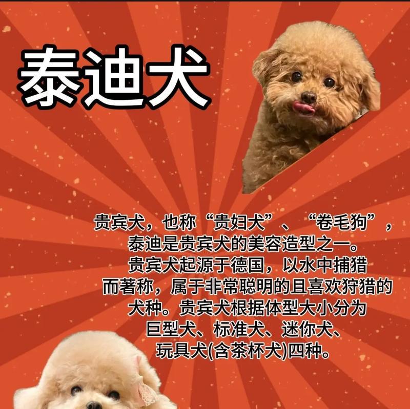 养了3年的泰迪犬相当于人类多少岁？如何计算犬龄？