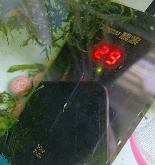 斑马鱼苗的养殖方法有哪些？哪种方法既美观又易养？