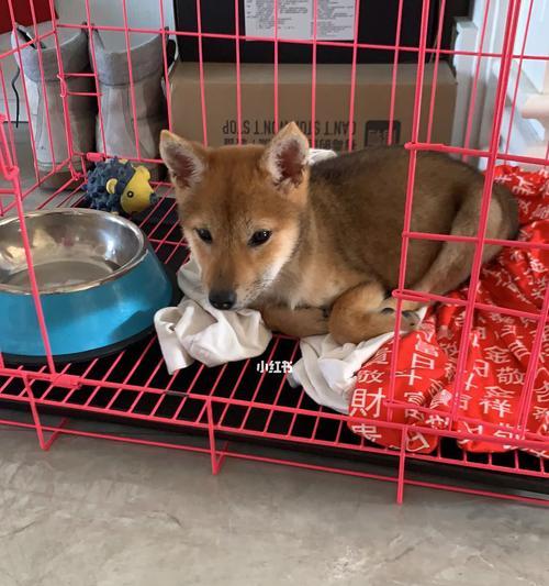 在宠物店清洁柴犬需要多少钱？清洁柴犬的注意事项有哪些？