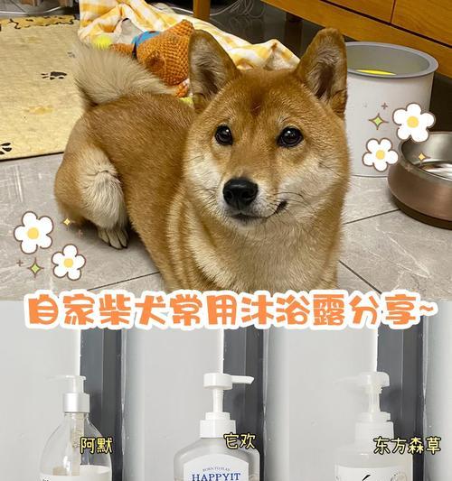 在宠物店清洁柴犬需要多少钱？清洁柴犬的注意事项有哪些？