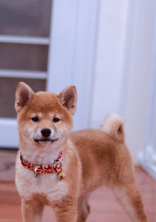 海安地区柴犬的售价是多少？