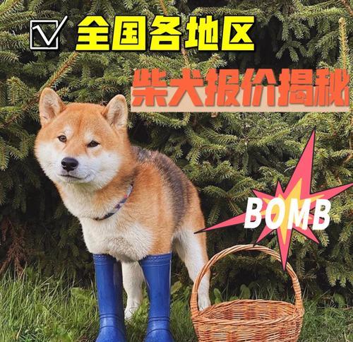海安地区柴犬的售价是多少？