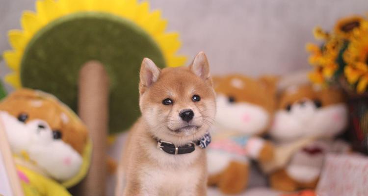 海安地区柴犬的售价是多少？