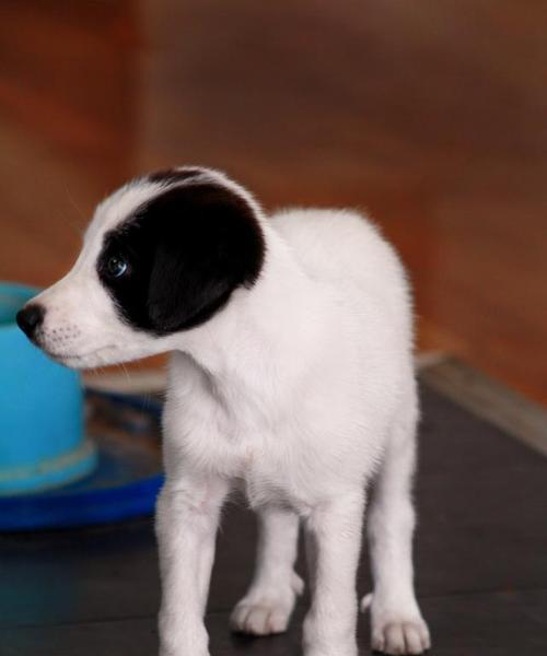 长大之后的小型犬有哪些种类？它们的特点是什么？