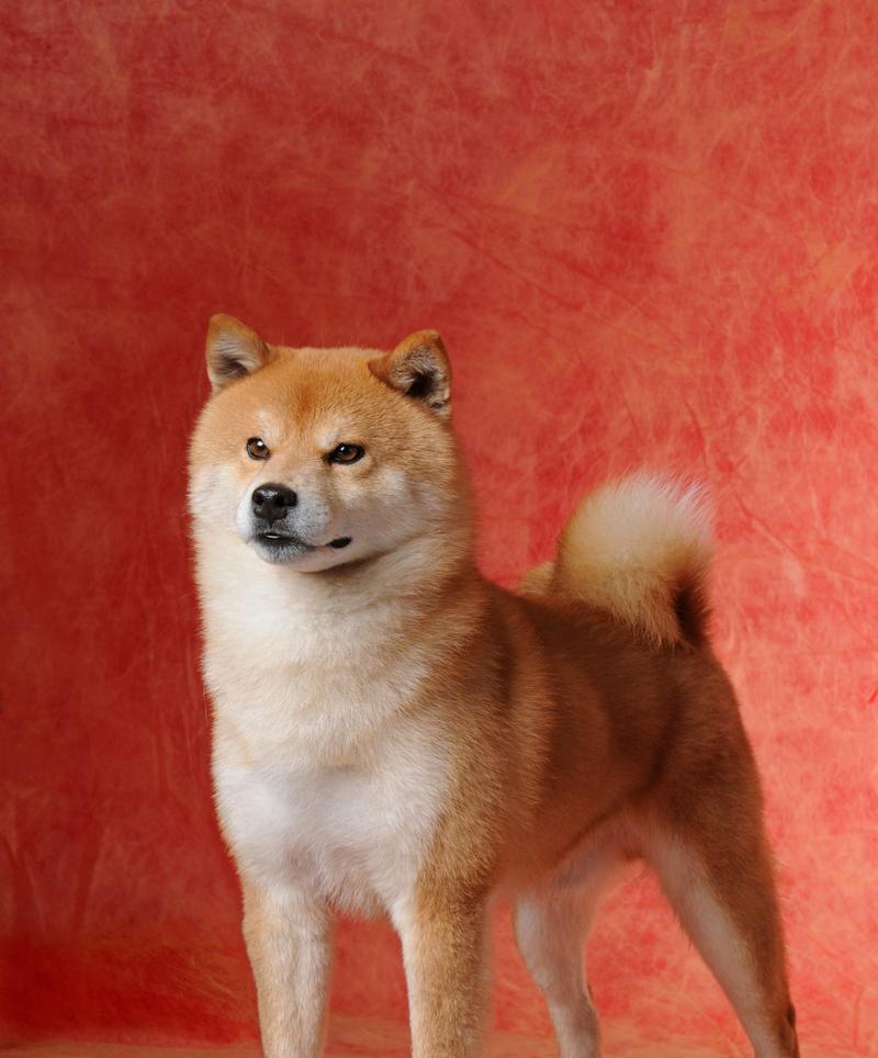柴犬品种价格是多少？