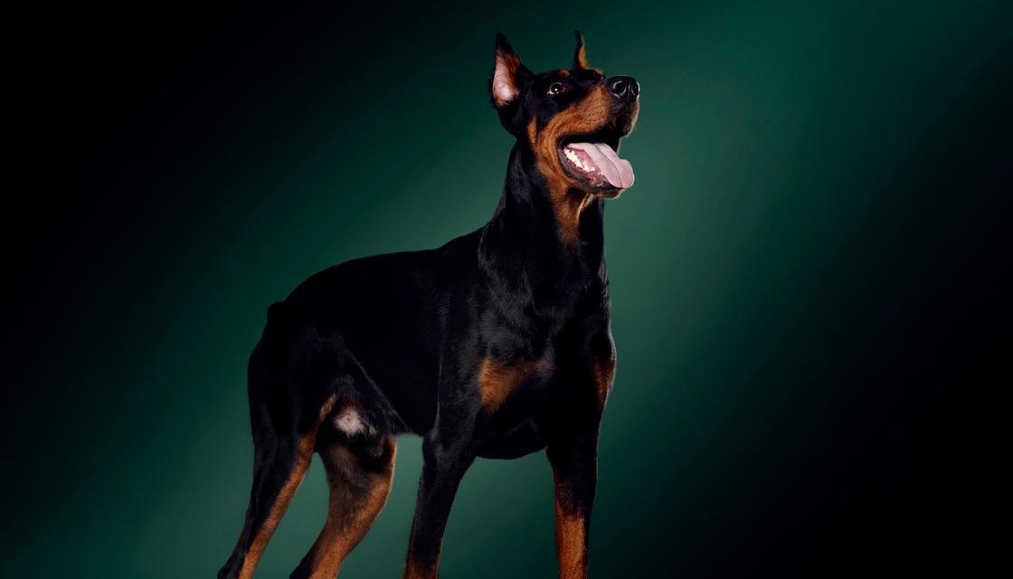 重庆适合养哪些大型犬品种？这些品种的特点是什么？