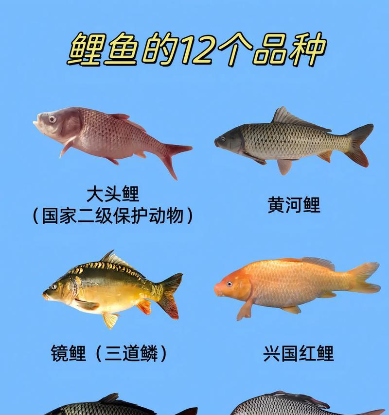 为什么需要购买鲤鱼苗？它们的养殖价值是什么？