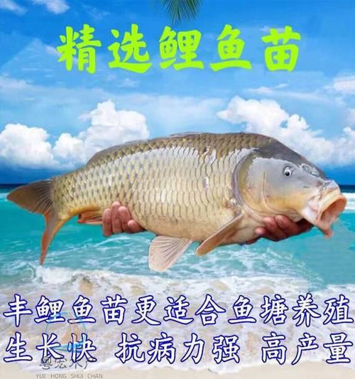 为什么需要购买鲤鱼苗？它们的养殖价值是什么？