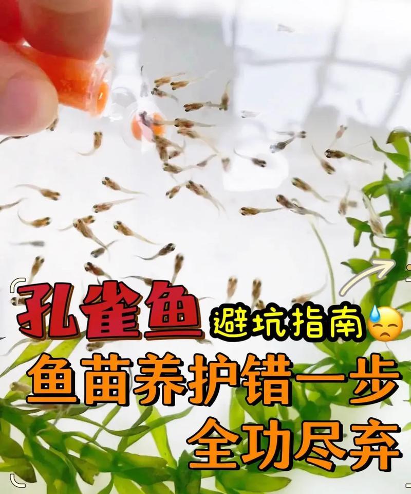 梦见鱼苗和鱼玩耍有何寓意？梦境解析有哪些可能？