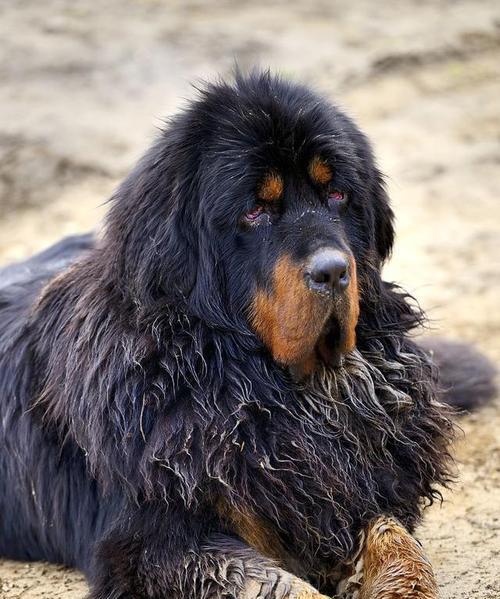 品种中大型犬有哪些名字？它们的特点是什么？