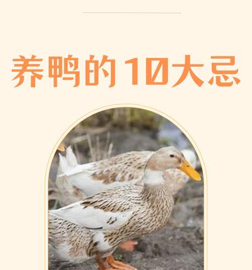 鸭子吃什么鱼苗长得更快？喂养时的注意事项有哪些？