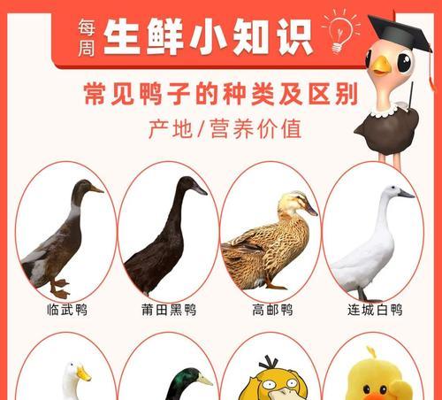 鸭子吃什么鱼苗长得更快？喂养时的注意事项有哪些？