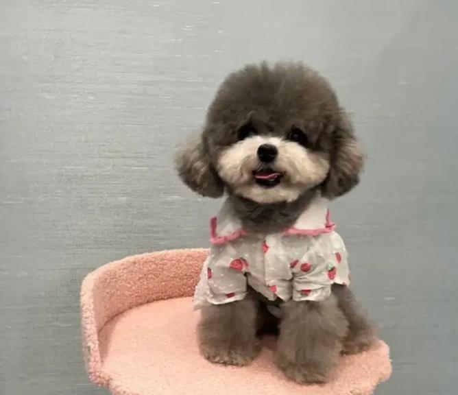 一只正常的小泰迪价格是多少？