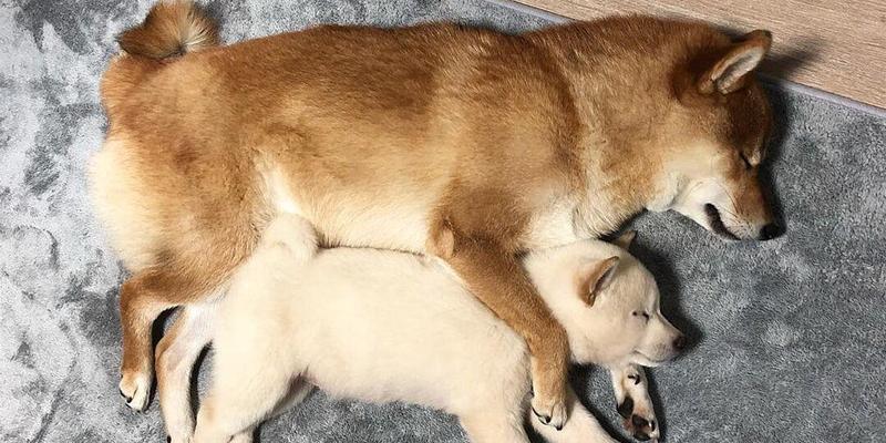 柴犬喂多少鸡腿合适呢？如何平衡营养和健康？