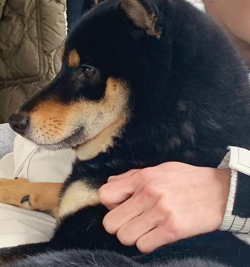 柴犬喂多少鸡腿合适呢？如何平衡营养和健康？