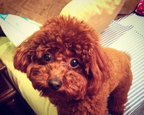 普通红色泰迪犬一只的价格是多少？