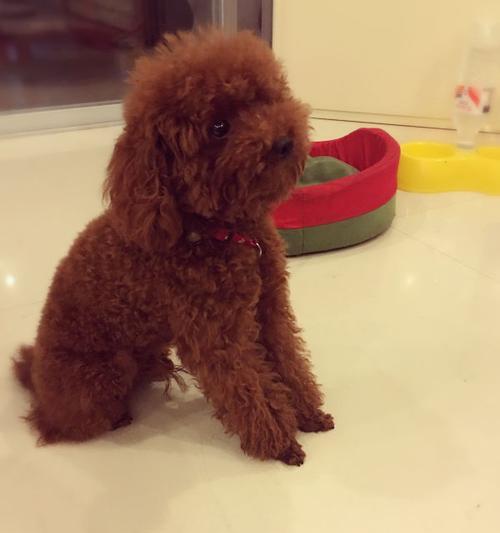 普通红色泰迪犬一只的价格是多少？