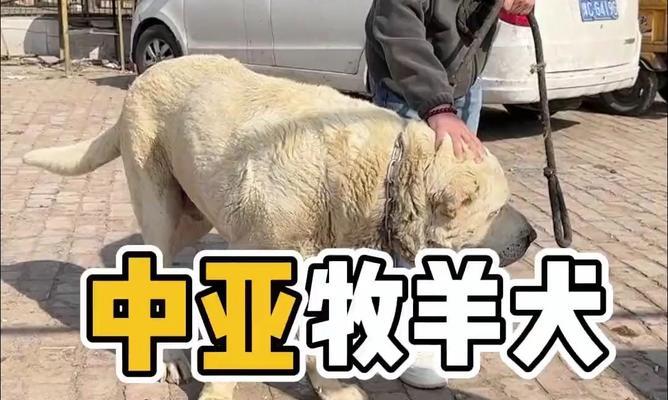 迪拜常见的大型犬品种有哪些？它们的养护成本如何？