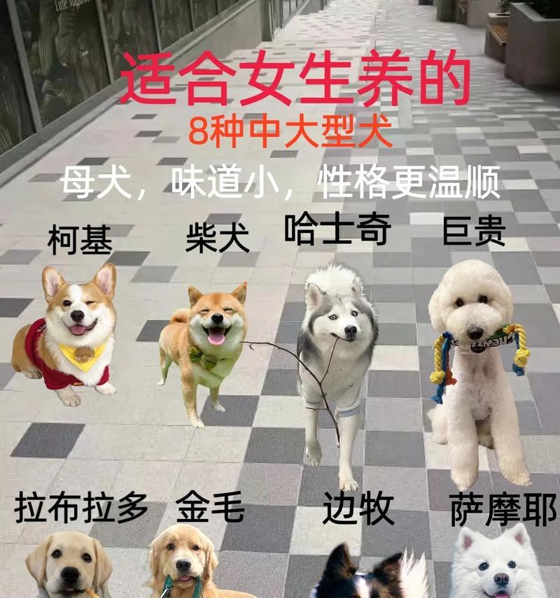 迪拜常见的大型犬品种有哪些？它们的养护成本如何？