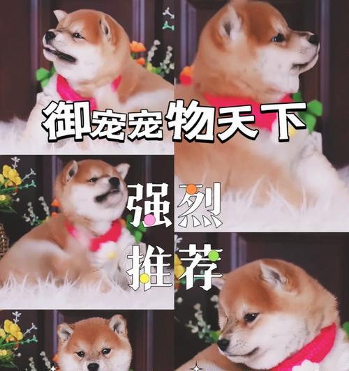 狗狗柴犬美容的费用是多少？如何选择性价比高的美容服务？
