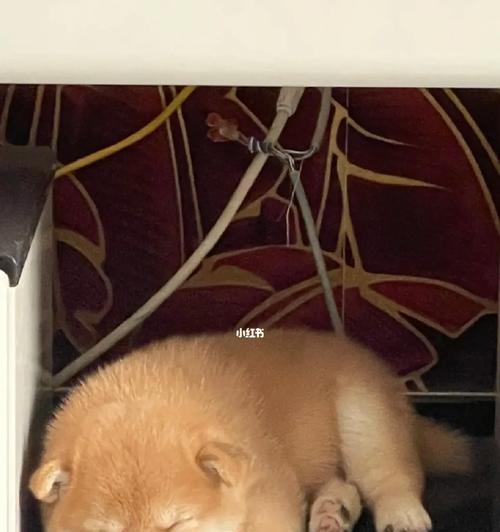 养殖大型柴犬的成本价格是多少？如何控制成本？