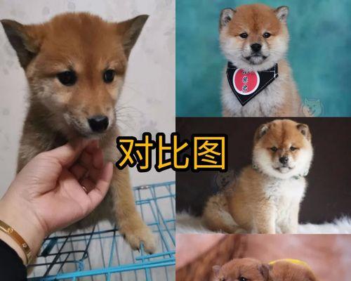 养殖大型柴犬的成本价格是多少？如何控制成本？