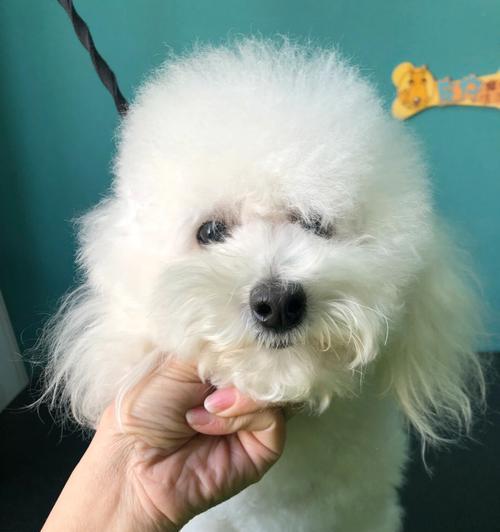 泰迪毛白了大概多少岁？泰迪的寿命一般有多长？