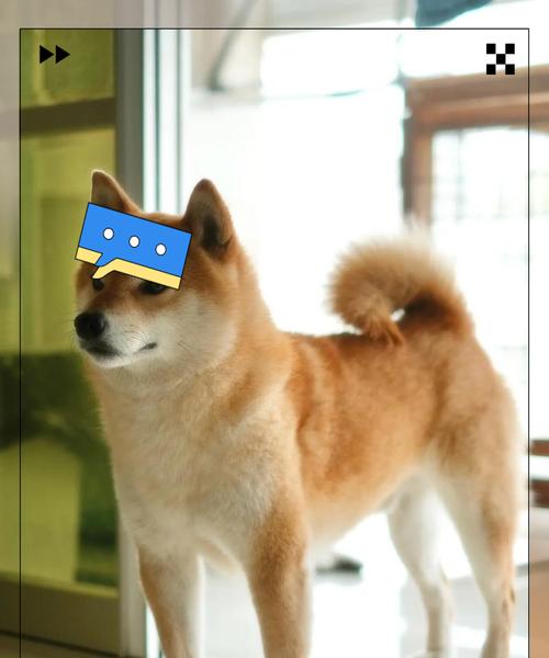淮南哪里购买柴犬较好？价格大概在什么范围？