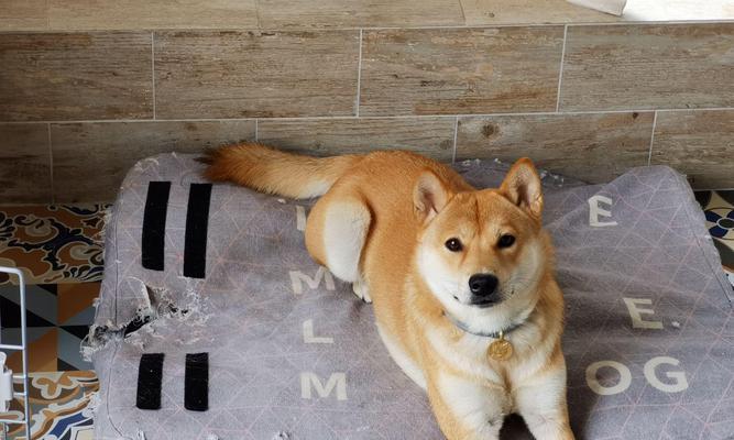 淮南哪里购买柴犬较好？价格大概在什么范围？