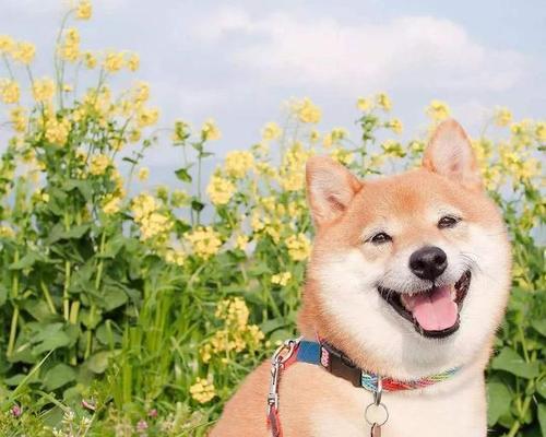 淮南哪里购买柴犬较好？价格大概在什么范围？