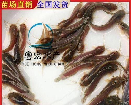 鱼苗包装通常使用什么材质？哪种材质更合适？