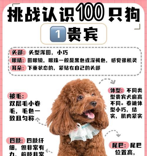 泰迪造型的费用和效果如何？