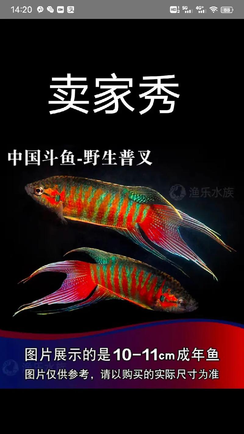 国斗鱼苗养什么水草？适合国斗鱼苗生长的水草有哪些？