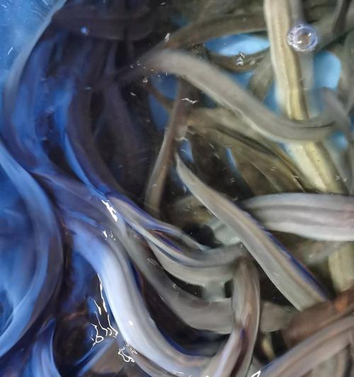 鳗鱼苗的幼年期特征是什么？如何区分不同种类的鳗鱼苗？