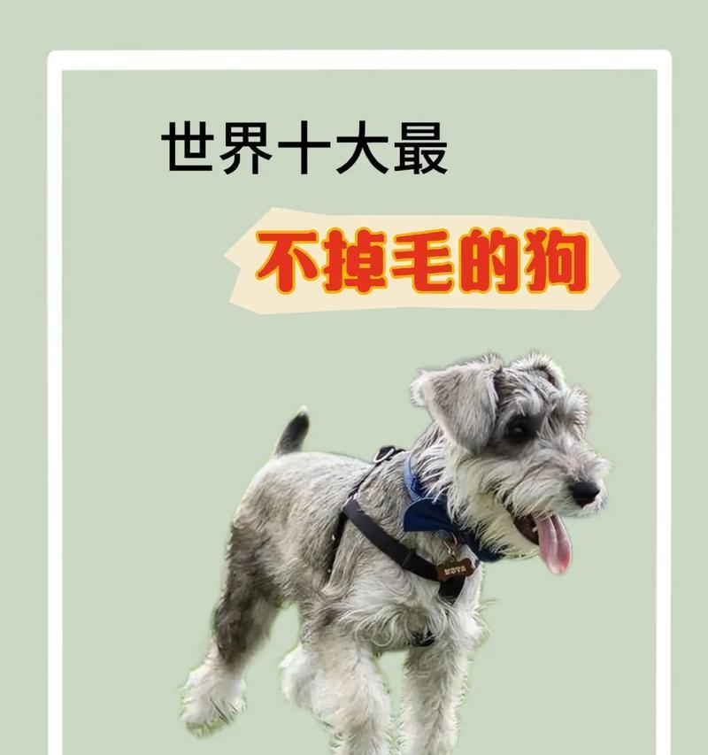 历史上有哪些小型犬品种被淘汰？