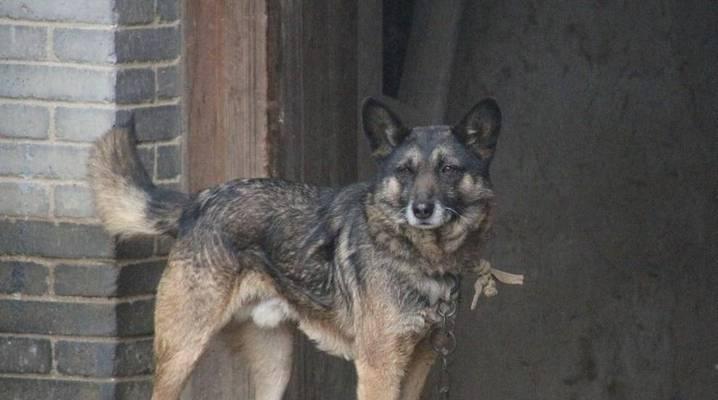 历史上有哪些小型犬品种被淘汰？