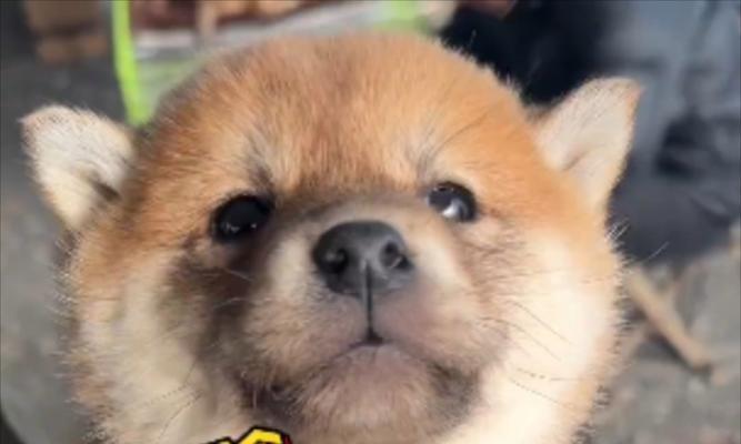 去狗市买柴犬好吗？现在柴犬的价格是多少？