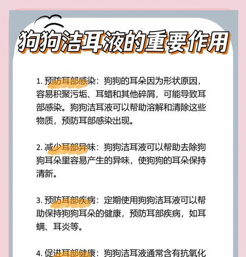 小型长耳犬品种有哪些？小型长耳犬的饲养和护理需要注意什么？