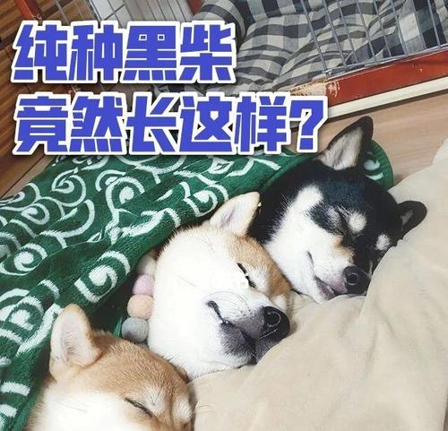 怎么判别黑柴犬的年龄是多少？有哪些方法可以辨别？