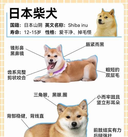 怎么判别黑柴犬的年龄是多少？有哪些方法可以辨别？