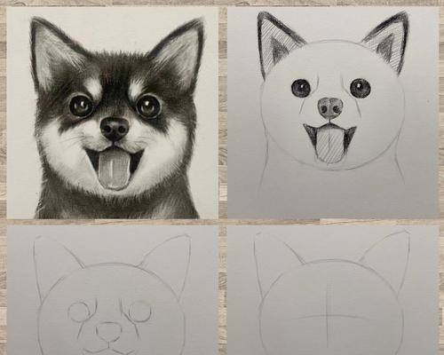 怎么判别黑柴犬的年龄是多少？有哪些方法可以辨别？