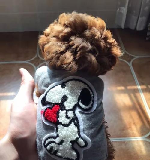 泰迪犬后腿拍x光的费用是多少？